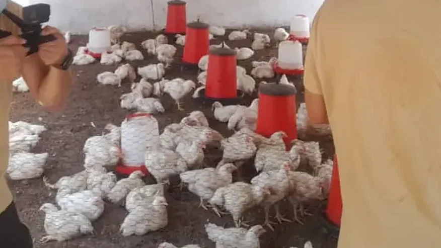 Le troupeau de poulets de chair de l’unité avicole de Keur Mour, entre les abreuvoirs et les mangeoires, sous le tunnel d’élevage