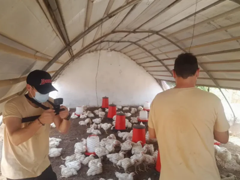 Deux personnes au milieu des poulets de chair, sous le tunnel d’élevage de l’unité avicole de Keur Mour
